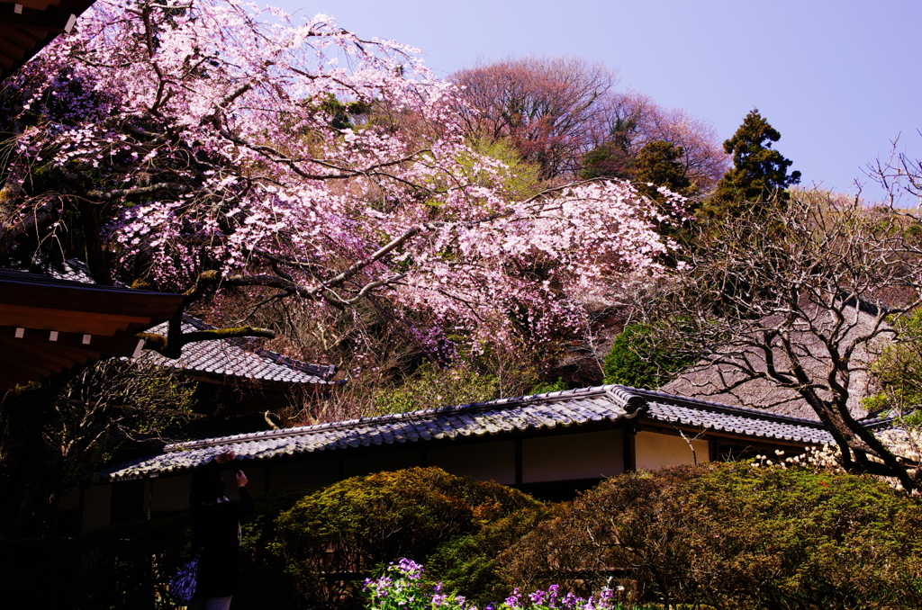 浄智寺　春　撮る