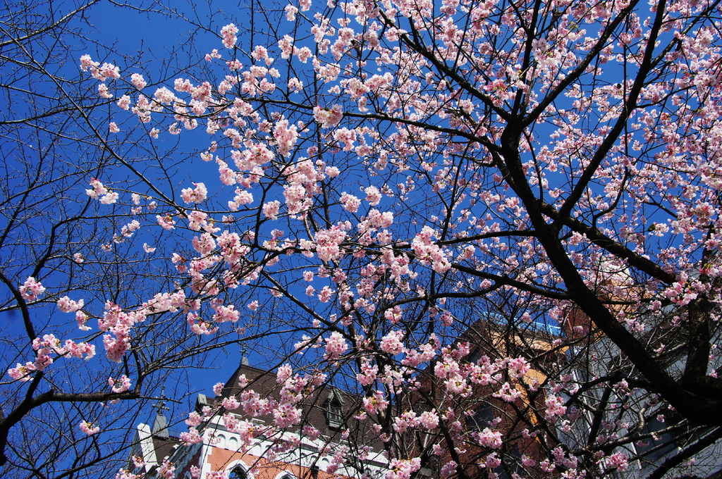 Cherry Pink In Blue