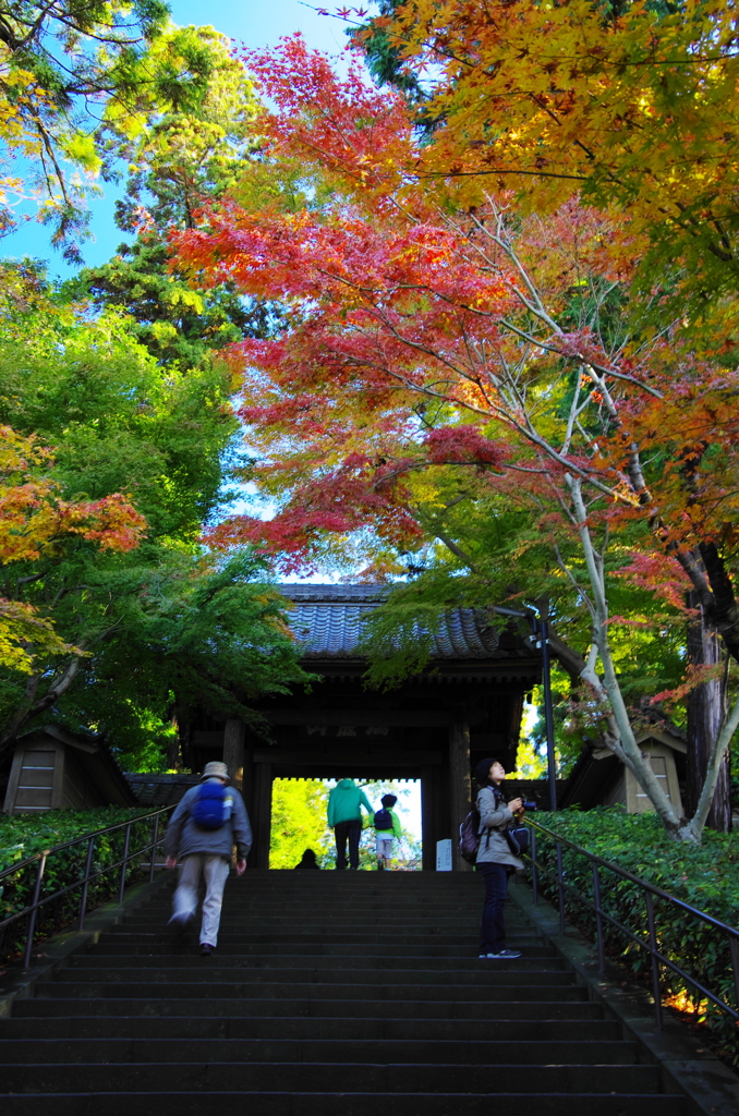 鎌倉紅葉情報2-4（円覚寺）