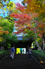 鎌倉紅葉情報2-4（円覚寺）