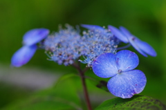 赤倉甘茶