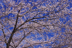 桜姿19（青空に）