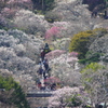 春の宴