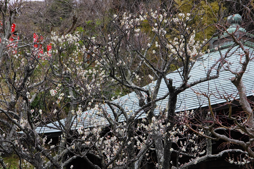 梅姿（浄光明寺）