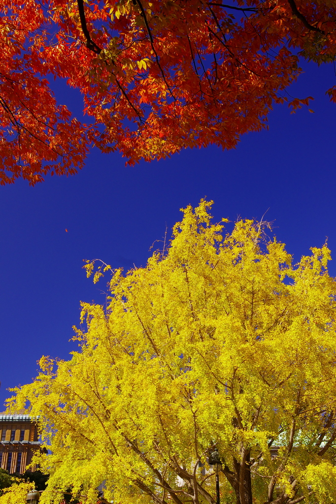 秋深まりゆくⅨ（街角の紅葉）
