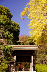 鎌倉行く秋を惜しむⅢ（荏柄天神1）