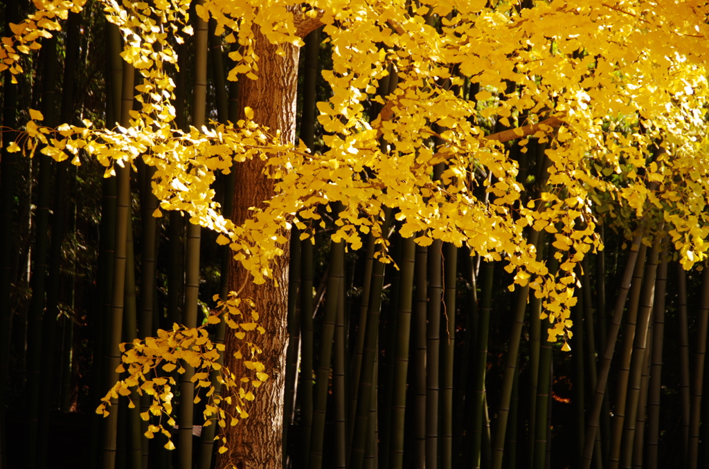 201011銀杏色づく大徳寺