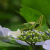 え、昆虫図鑑！？
