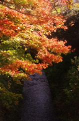 鎌倉行く秋を惜しむⅥ（瑞泉寺そば）