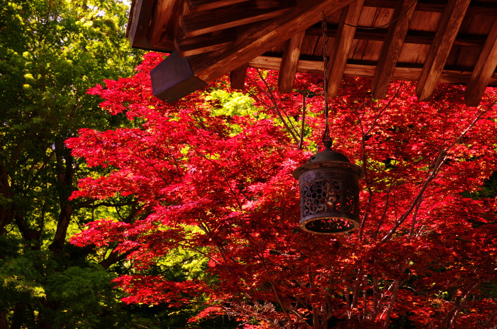 初夏の紅