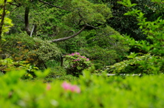 光則寺　つつじ　GW直前鎌倉花情報