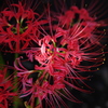 紅花跳飛