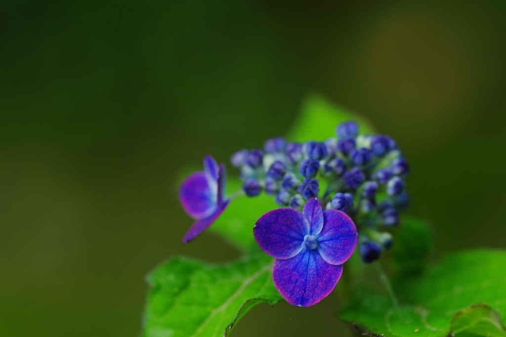 椎葉の花笠