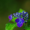 椎葉の花笠