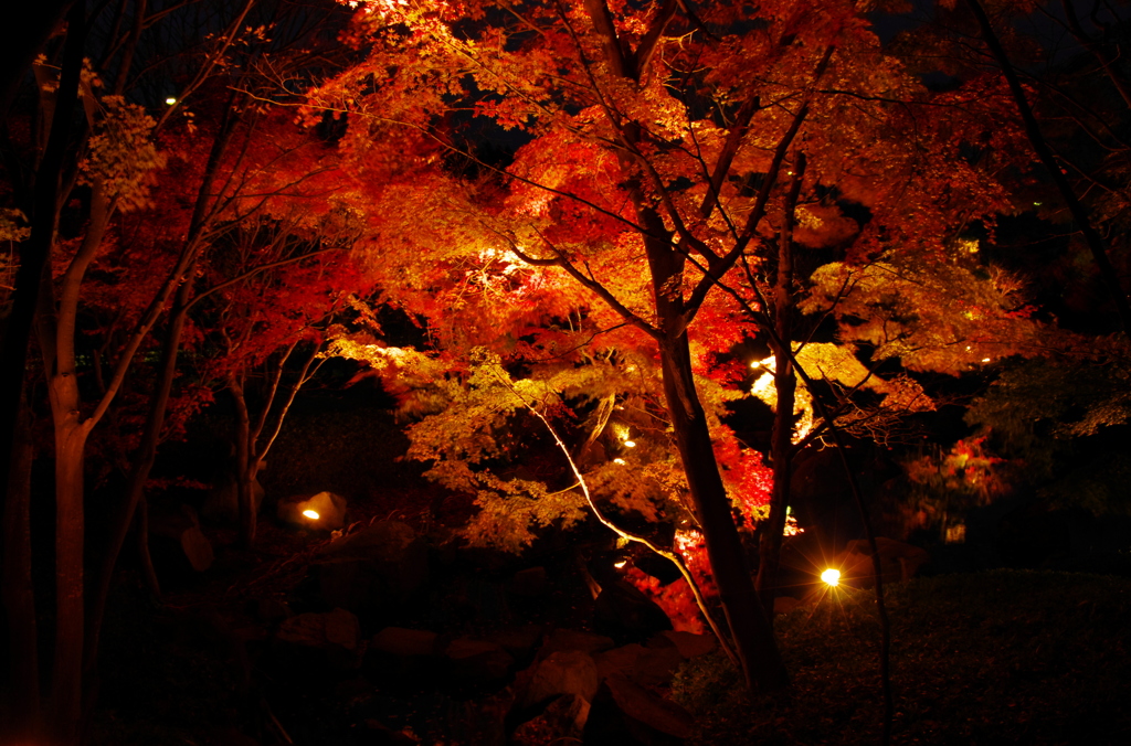 2012年紅葉情景（艶姿：大磯城山公園）