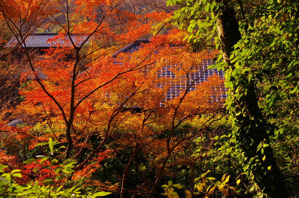 2012年紅葉情景（彩り：浄妙寺）