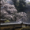鎌倉花姿（浄智寺）