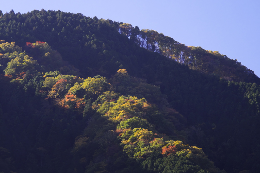 紅葉流麗