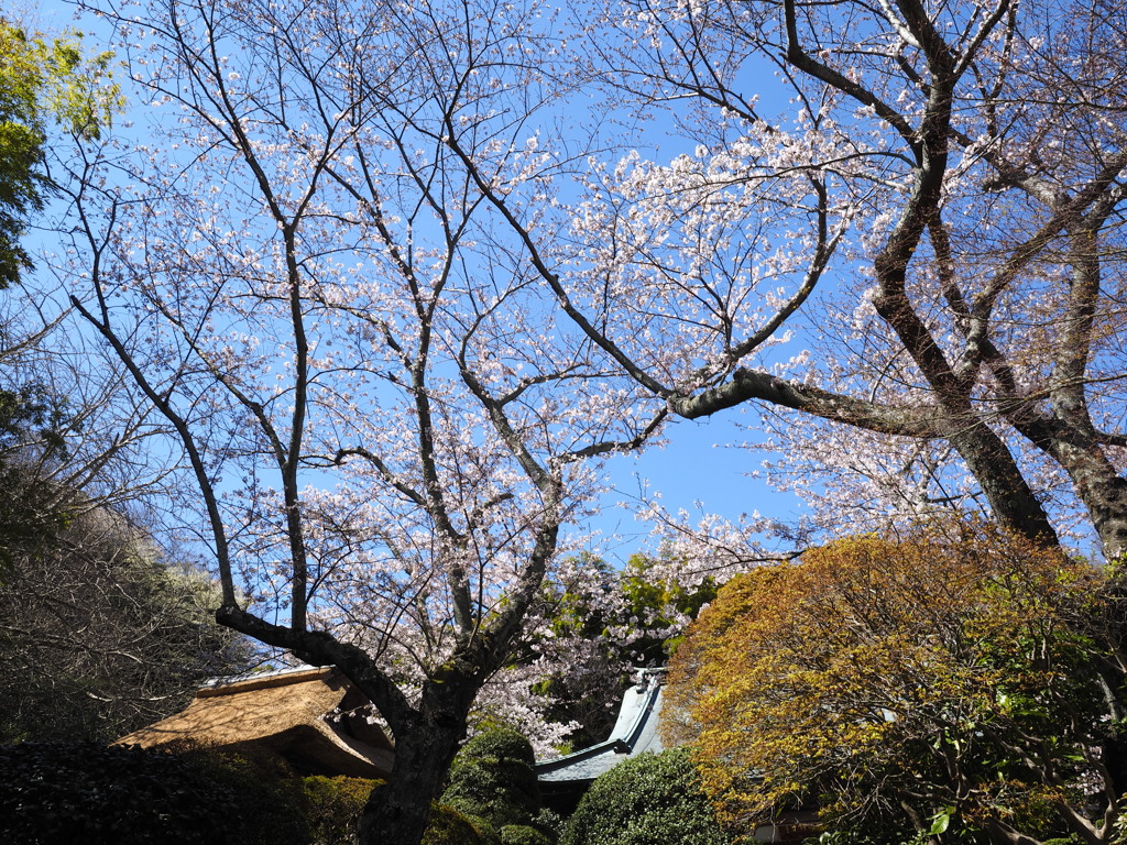 鎌倉花姿（報国寺）