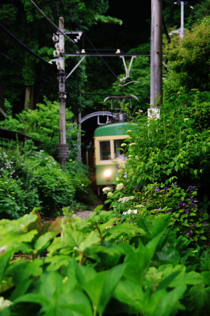 鎌倉紫陽花情報（ご参考：御霊神社前）