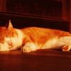 夕日猫（鎌倉浄妙寺）