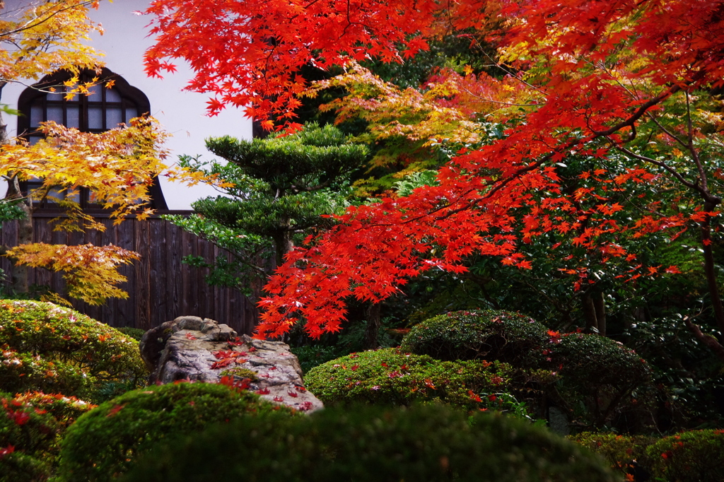 古刹に輝けり(2010/11撮影　京都　圓光寺）