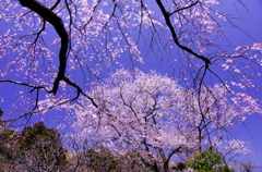 浄智寺　春　輝き