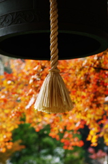 鎌倉紅葉情報Ⅴ（海蔵寺3）
