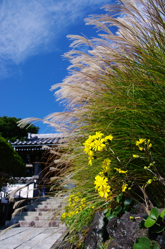 紅葉前　秋の二色　楽しみて（鎌倉安養院）