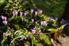 愛の印～花の首飾り