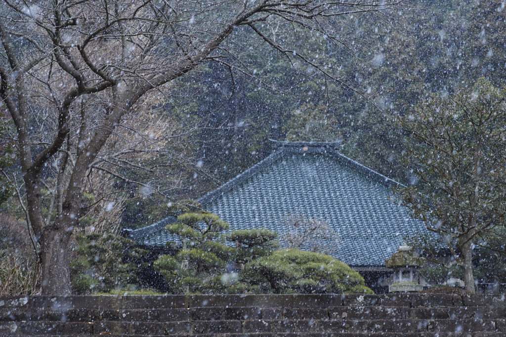 元旦の雪