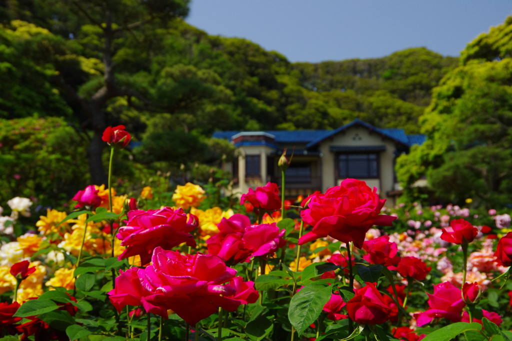 薔薇の季節（鎌倉文学館）