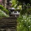 古刹逍遥Ⅱ（浄智寺）