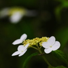 天城甘茶