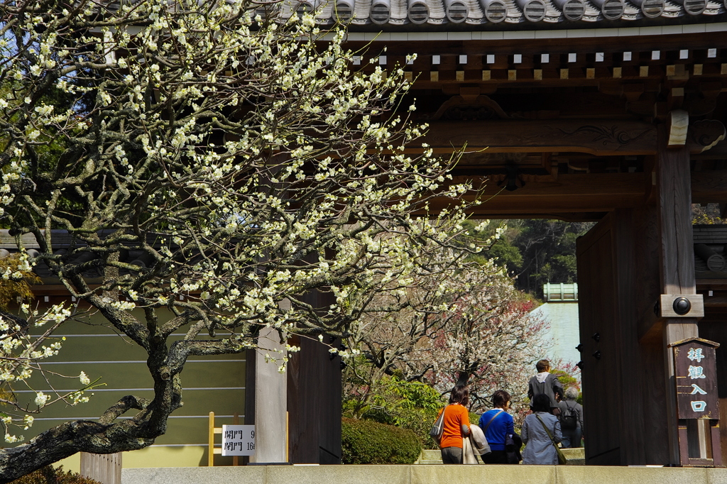 やっと賑わいが（浄妙寺）