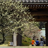やっと賑わいが（浄妙寺）