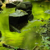 水彩浪漫9（黄緑）
