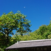鎌倉秋色情報Ⅱ（浄智寺柿）