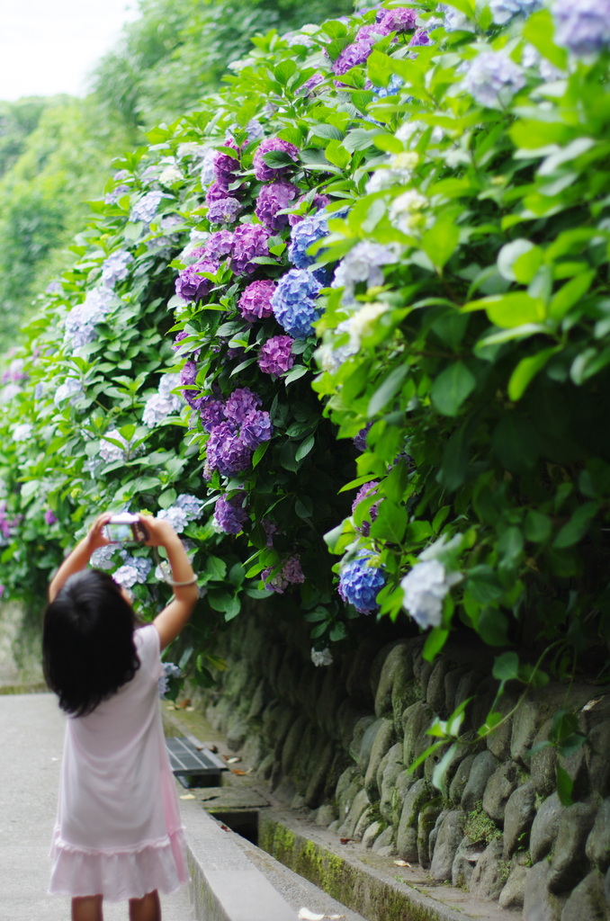 カメラ女子　AT　成就院　鎌倉紫陽花開花情報