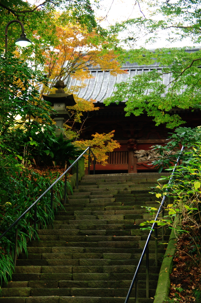 鎌倉紅葉情報Ⅷ（妙本寺-2）
