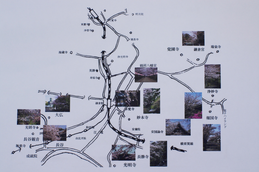 鎌倉桜地図