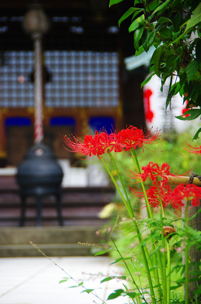 曼珠沙華　牡丹餅寺に　今年も見え(2009年卓上ｶﾚﾝﾀﾞｰ9月分）