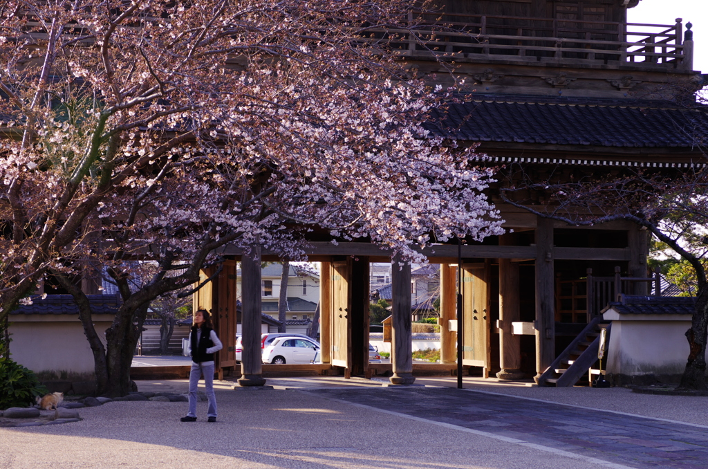 光明寺　春