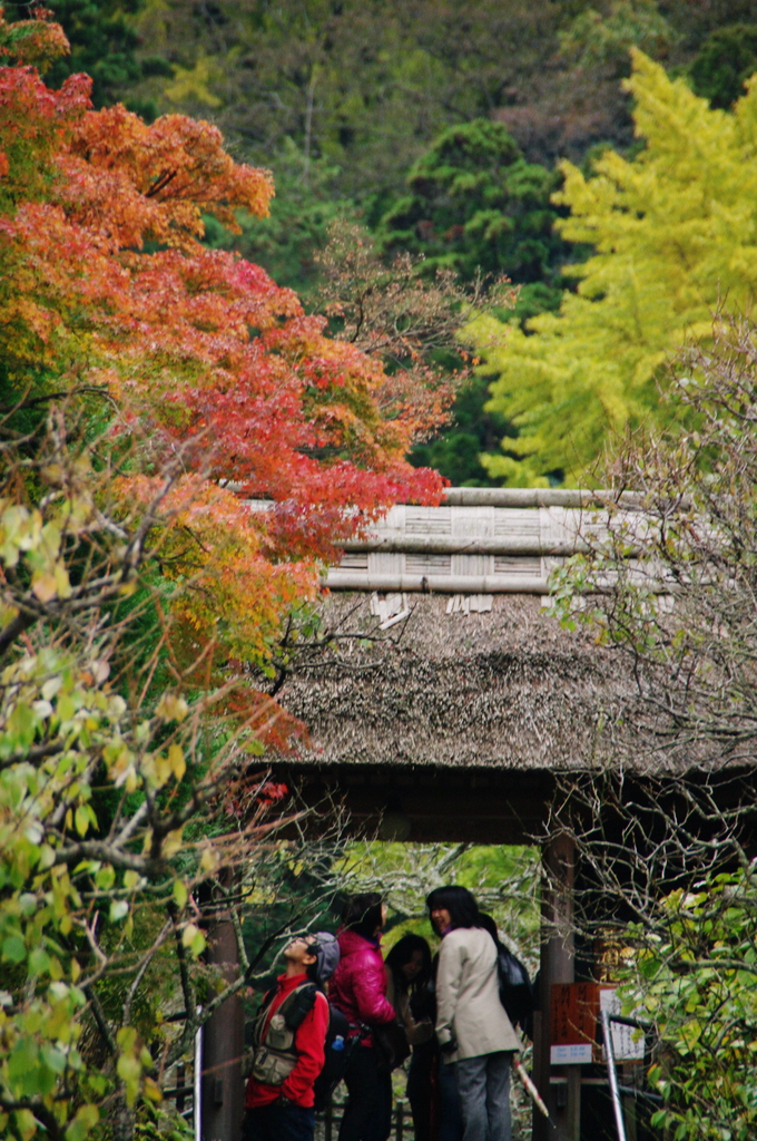 鎌倉ﾌﾟﾚ紅葉情報Ⅹ(ご参考）