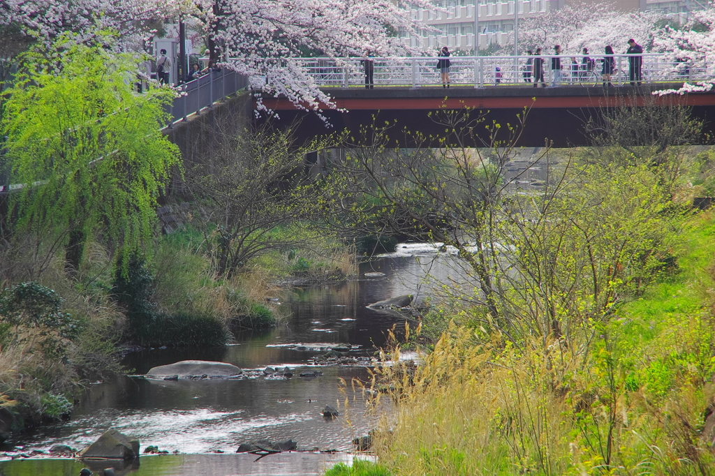 桜姿14(イタチ川3）