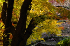 2012年紅葉情景（ほんのりと：報国寺）