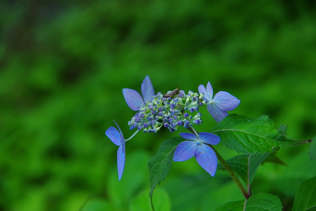 再会（山紫陽花　土佐の光）