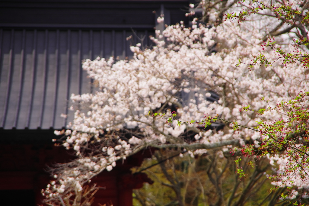 桜姿7（妙本寺2）