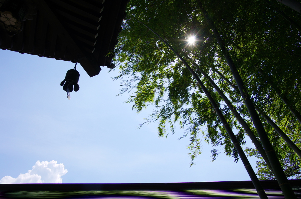 行く夏を惜しんでⅧ（竹の春）