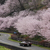 春めく径を